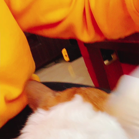 愛犬くっきーの画像