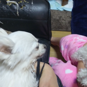 もうだめかとの画像