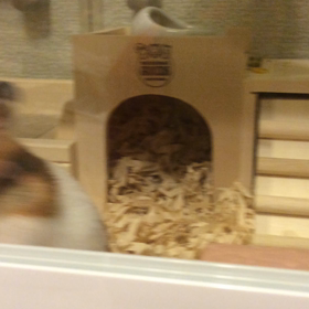 おねだりプリンの画像