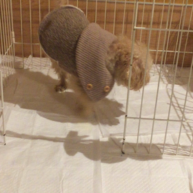 グルグルの画像