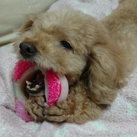 【大丈夫か、アメリカは❔】の画像