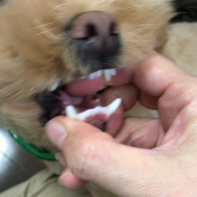 手で歯を磨くの画像