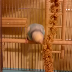 家のココチャン❕の画像