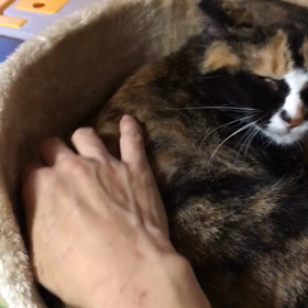 ふーちゃん里親様募集中の画像