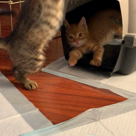 ネコにゃんがやってきたの画像