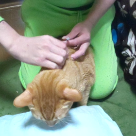 【動画】自宅インスリン注射の画像