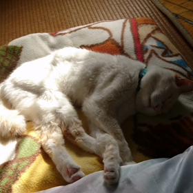 こたつ派？ファンヒーター派？の画像