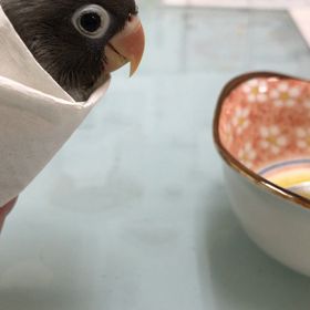 激し過ぎるさし餌？ 〜ボタンインコの倍生〜の画像