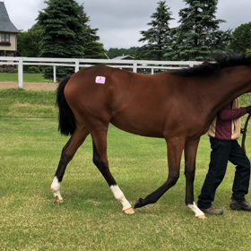 募集馬見学ツアーの画像