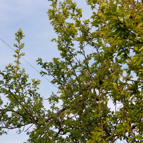 うぐいす『鶯』姿を探しても…の画像