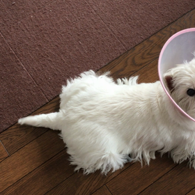 シッポ‼️の画像