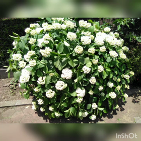 古い録音の画像