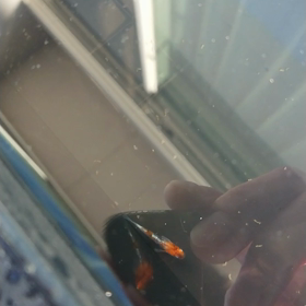 陽炎ちゃんの画像