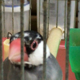 今朝のつばちんの画像