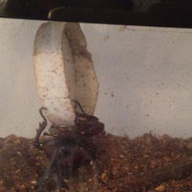 生まれて初めてのカブトムシの画像