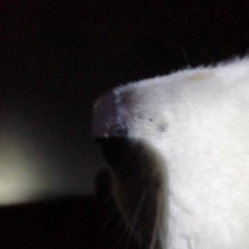 「ヨッ！未来丸絶好調‼️」と言いたいけど、やっぱり未来丸は散歩嫌いなんだなあ❗休憩ポイントの後の画像