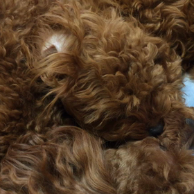 今朝のモニョモニョの画像