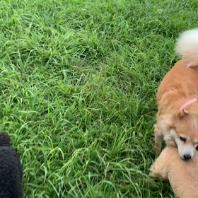 8月16日14わんこと1時間遠足  代々木公園の画像