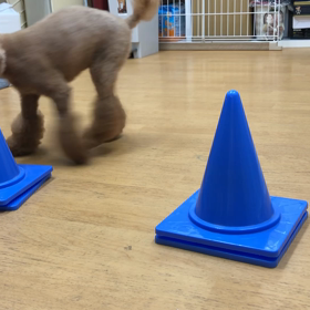 マロン編。の画像