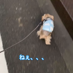 変な歩き方だね(~_~;)♡の画像