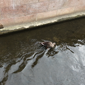 カルガモと白鷺。の画像