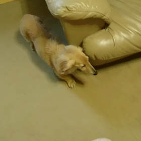 梅酒の梅の画像