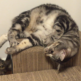 くうちゃん・・・の画像