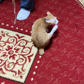 今日は秋分の日の画像