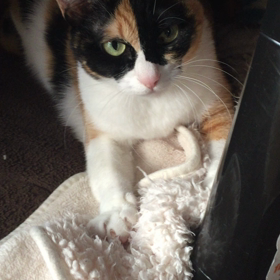 【動画】みけのふみふみ。の画像