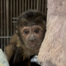 フサオマキザル　仲間入りの画像