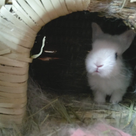 15日目のベビうさの画像