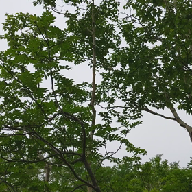 お久しぶりすぎましたの画像