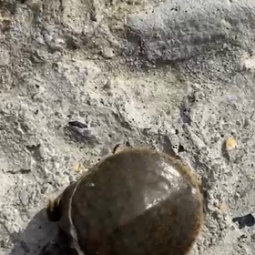 産まれたてのスッポンの画像