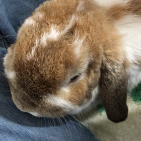 マッサージ(その2)の画像