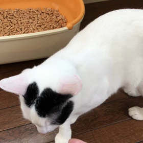 避妊手術終わりました☺️の画像