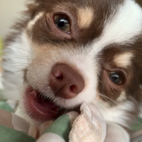 Hi⸜(๑⃙⃘'ᵕ'๑⃙⃘)⸝⋆︎* あたちアンジょの画像