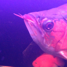 餌やりは楽しい！の画像