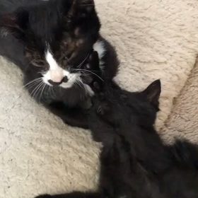 カレン動画メモリアルの画像