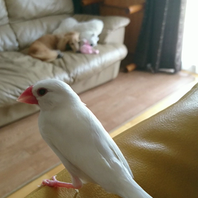 モカと遊びたい!!の画像