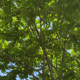 サラサラ〜　　暑いの画像