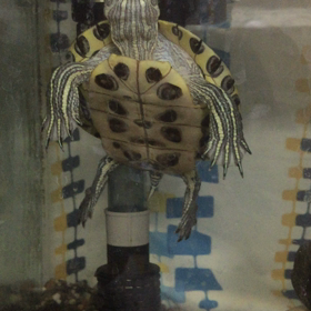 暑かったの画像