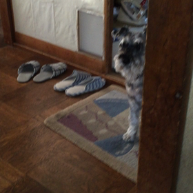 フラミンゴ犬の画像