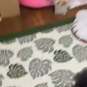 ご飯を隠す……ケンシロの画像