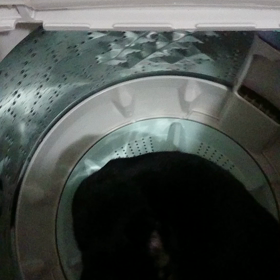 洗濯機で回る猫の画像