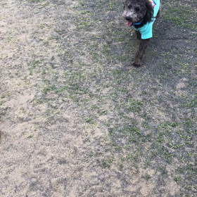 ①ドッグランの画像