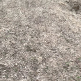 12月24日11わんこと2時間遠足　代々木公園表参道の画像