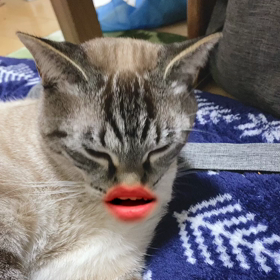 歌う猫の画像