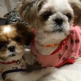 仲良しからのの画像