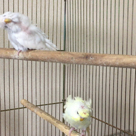 オカメと羽衣の画像