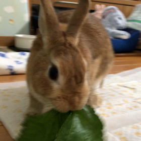 ４度目の正直(-"-)  ドキュメント！こうしてちょび髭は作られた～の画像